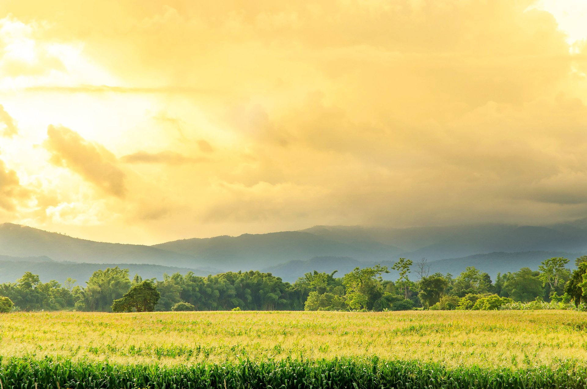 Landscape of corn field and wide corn farm with the sunset on the farm